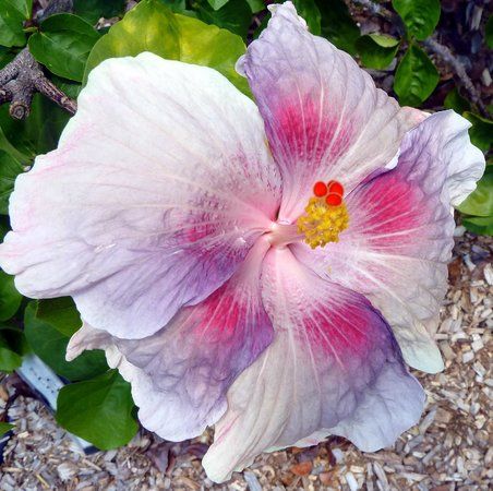 Sanibel Moorings Botanical Gardens